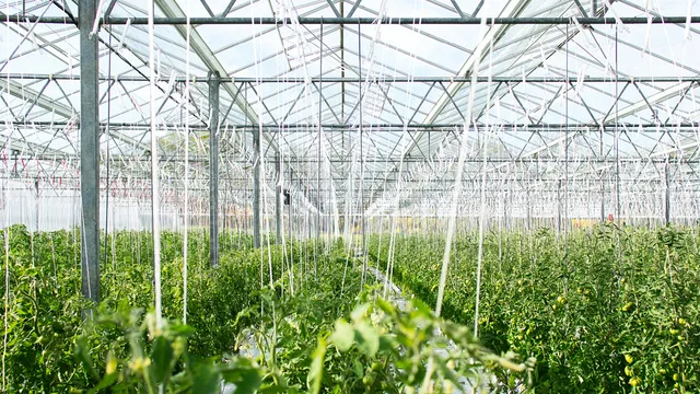 Glastuinbouwkas met duurzame warmte- en energievoorziening